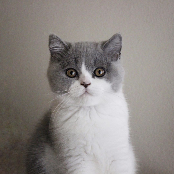 矮脚蓝白猫图片