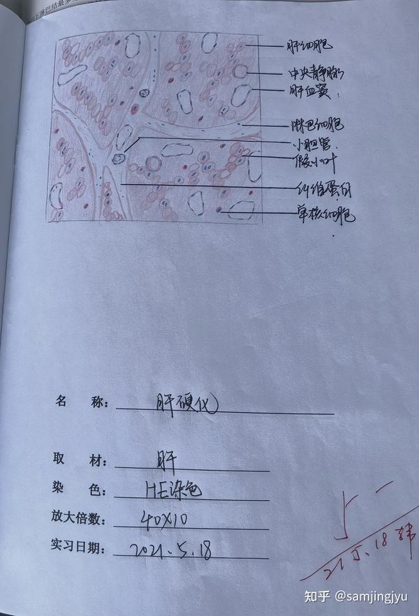 病理学实验红蓝铅笔手绘