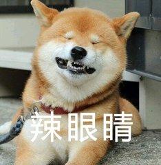 狗狗表情包