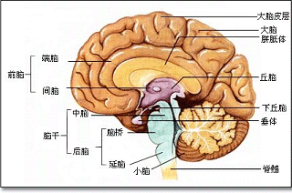 在人体丘脑下部的腹侧,有一个卵圆形的小体,叫 垂体.