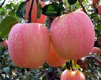 蘋果的種植條件、種植技術與管理培植方法