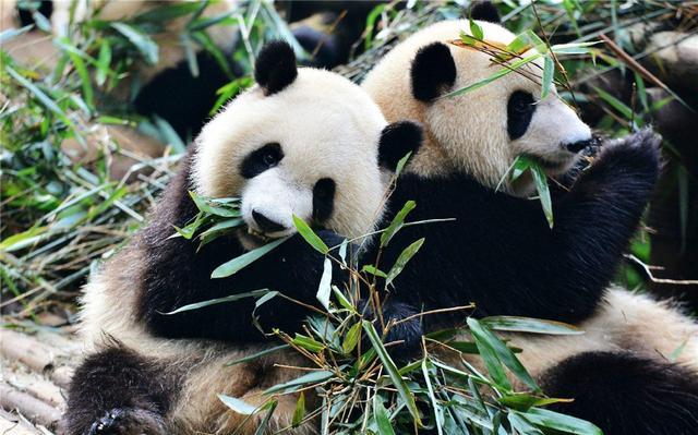 黑竹沟发现一大熊猫都以为它只吃竹子没想到还吃山羊食蜂蜜