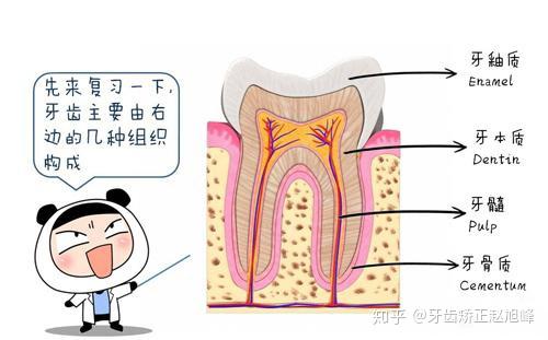 如上图所示,牙齿一共有三层,在外面的那一层是牙釉质,也是最坚硬的