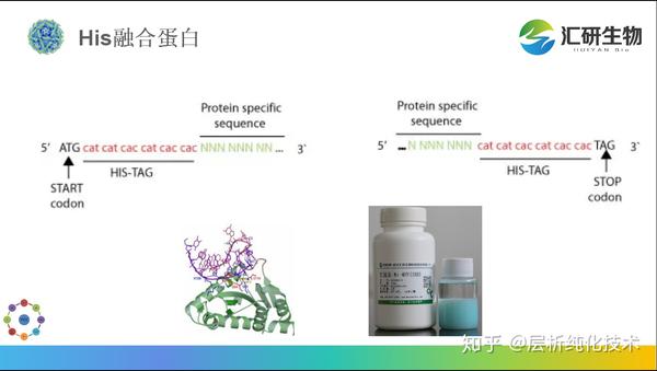 his标签蛋白纯化全攻略