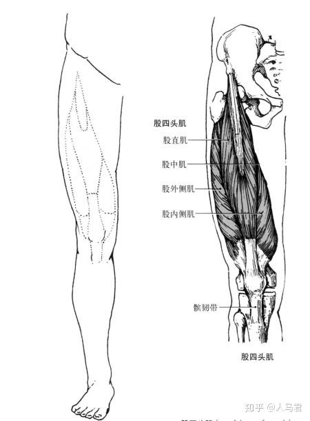 可以从以下两个方面自测一下: 01 ▲股二头肌,股四头肌图示 腿部肌肉