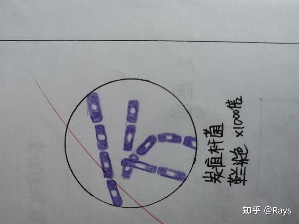 医学微生物学实验绘图