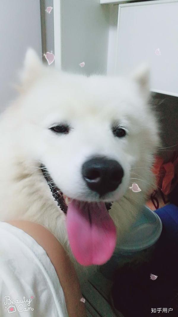 壁纸 动物 狗 狗狗 600_1067 竖版 竖屏 手机