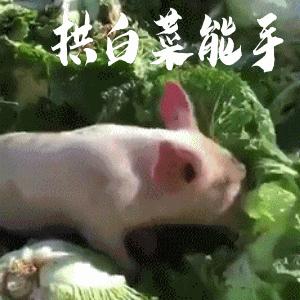 就咬牙切齿,面目狰狞,甚至带着一点点"恨意"立志要土猪拱白菜