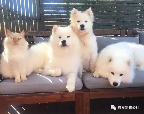 摩粉专区除了微笑天使萨摩还是不折不扣的治愈系鼻祖