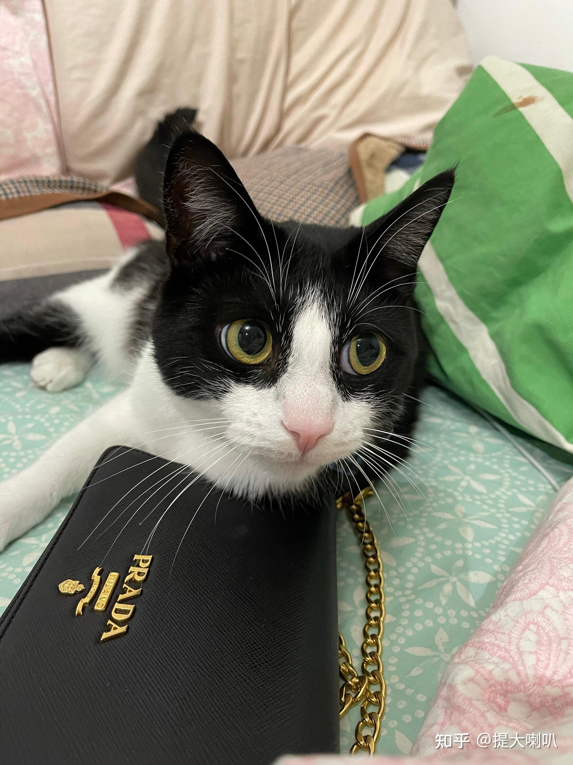 黑白色田园猫能有多好看