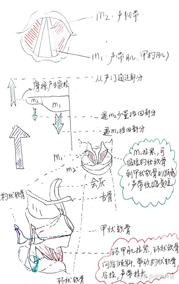 《格物知声》第七期—声带运动细化分类