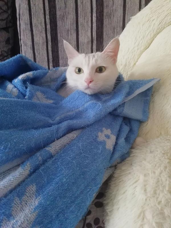 养品种猫和土猫的体验会有多大不同?