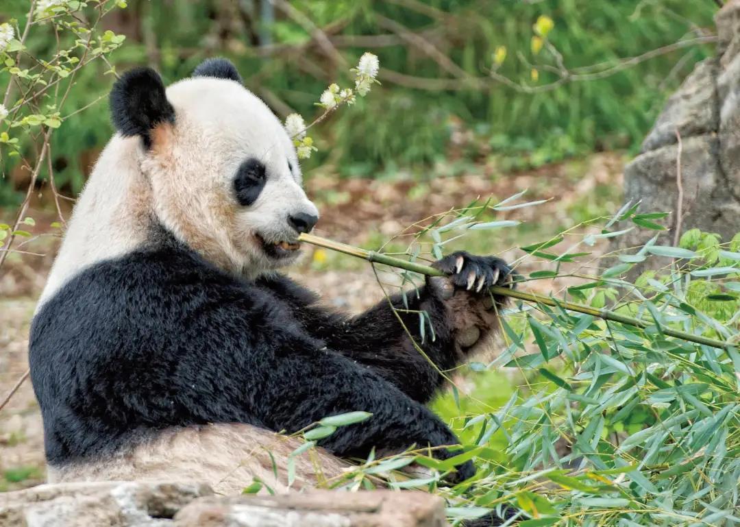 中国有不少活化石为什么大熊猫成了国宝