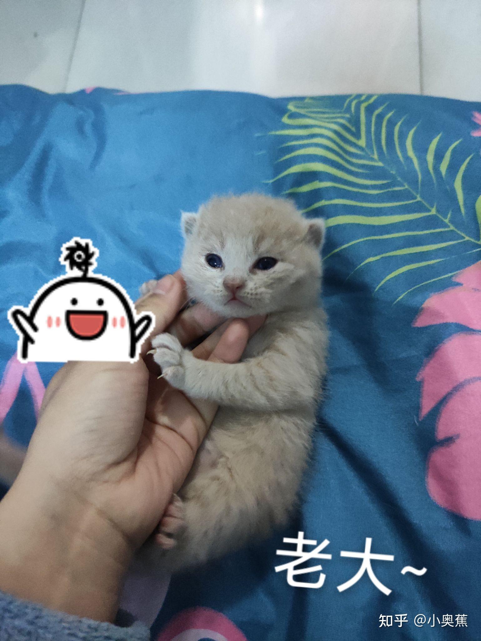 蓝猫与蓝猫和橘猫的串串生下来的有蓝猫吗
