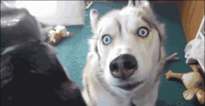 【论坛】小区里面的25个养狗的人,开会讨论ze ze ze