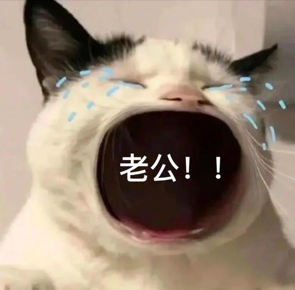 猫咪大哭大嘴表情包 留着月末没钱时候用