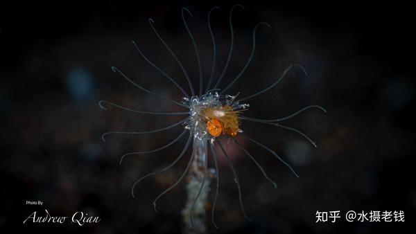 海里的花妞妞—海瓢虫2