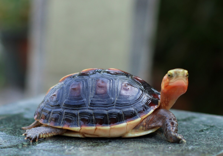黄缘龟怎么养记住它是半水陆龟你养起来就简单了