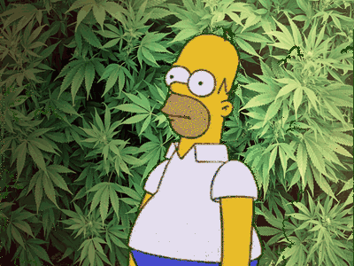 加拿大安省如果大麻合法化,大麻的价格会下降吗?