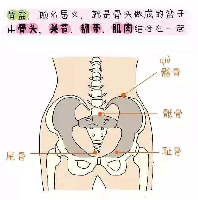 产后骨盆修复最详图解在这里