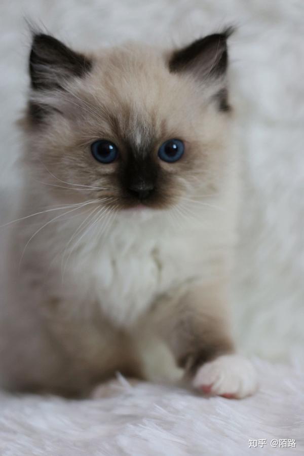 南京家养布偶猫,手套色布偶猫便宜急卖,家里养不了那么多,满耳,单血统