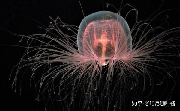 19,一个不朽的水母(an immortal jellyfish)
