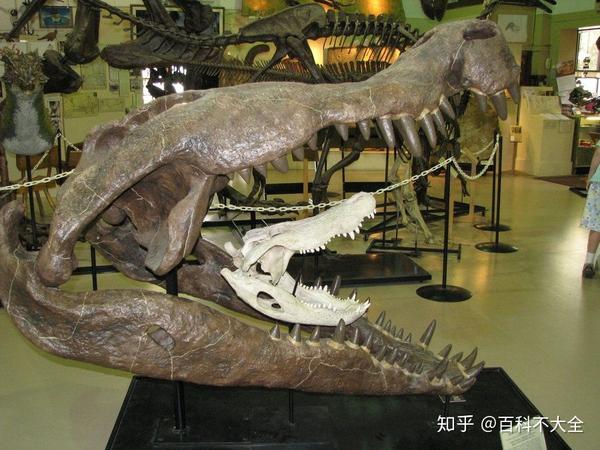 恐鳄头骨 vs 现代短吻鳄头骨
