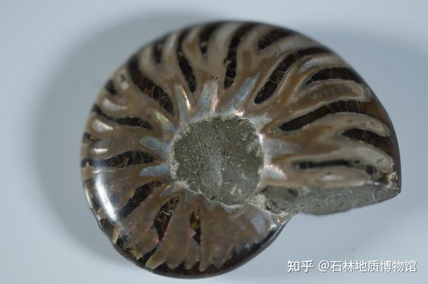 鹦鹉螺化石