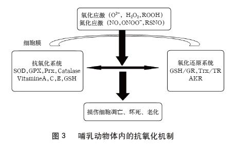 氧自由基对蛋白质,酶的影响过量ros引起细胞凋亡.