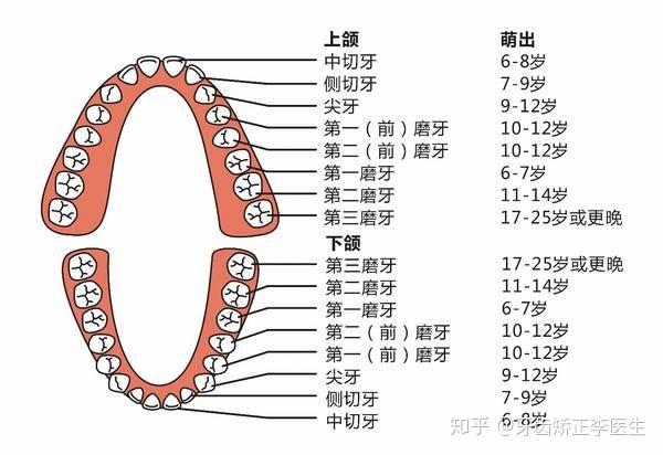 在上下左右四个象限各拔除一颗前磨牙后,牙弓剩余的至少24颗牙齿也