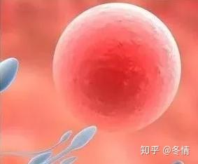 饱满,呈圆形或椭圆形,内壁薄而清晰,这样的"好卵泡"排卵后更容易受孕