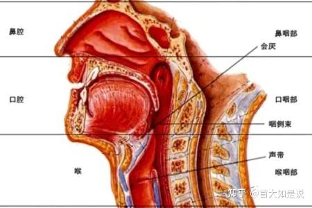 环杓系统:是以环杓关节为中心,有喉返神经所支配的环杓后肌,环杓侧