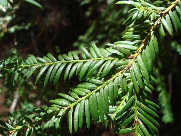来自冰川世纪的"红豆杉",被称为"植物黄金",为什么?