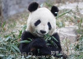 大熊猫吉妮,图源见水印