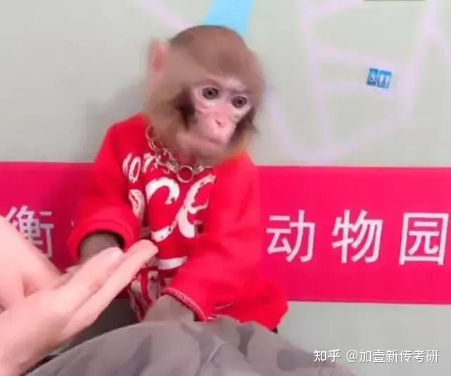 对此,该账号私信回复新京报记者称:"只是摆拍通过猴子奉劝大家不要