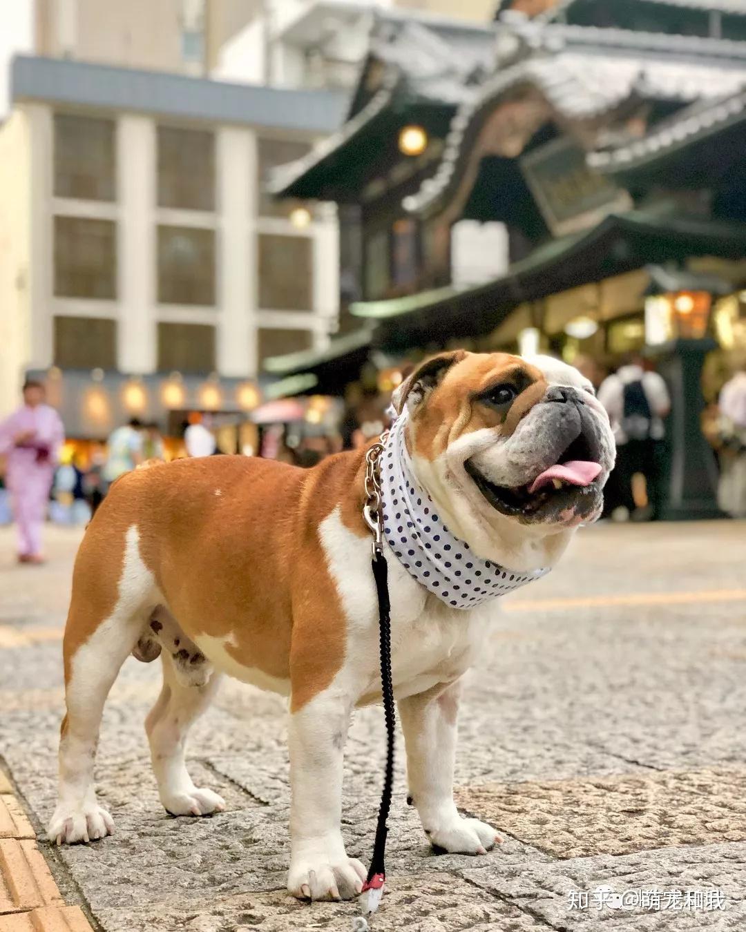 长腿欧巴萌宠英国斗牛犬来袭这是我见过最好看的大长腿