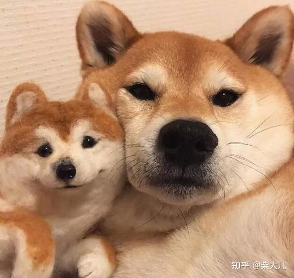 失格柴犬的几个特征!千万别再花大价钱入手了!