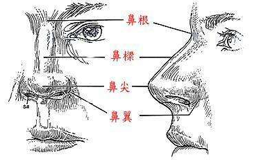 鼻子外部结构