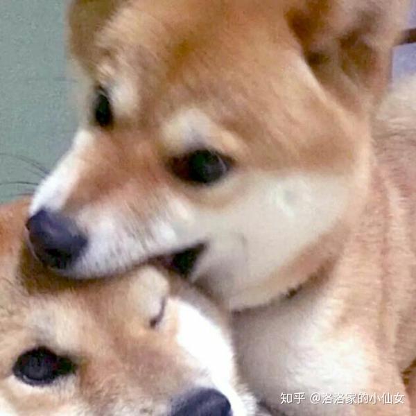 有哪些沙雕情侣头像?