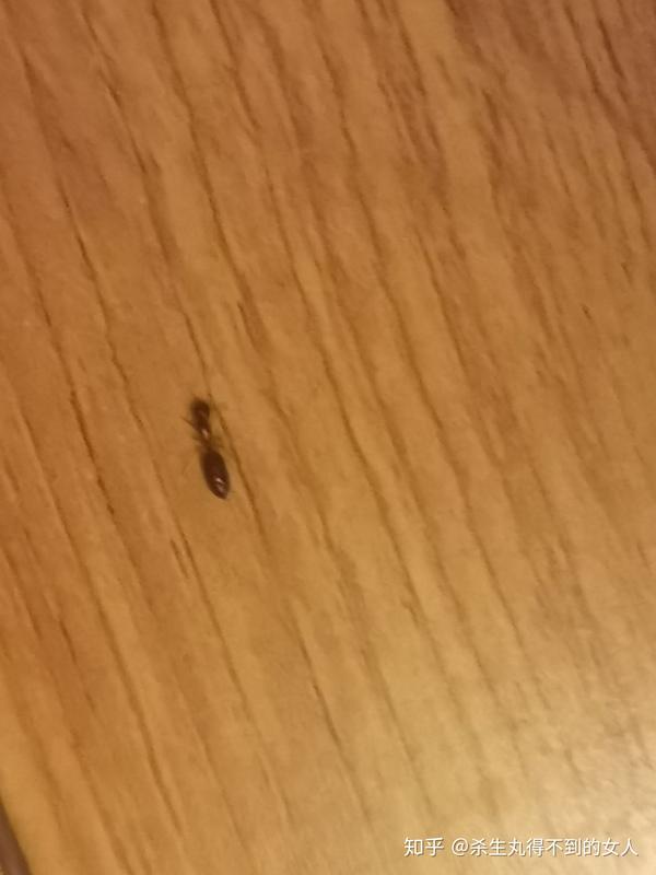 有谁能告诉这是啥虫子吗,真的吓死人,突然在床上出现的