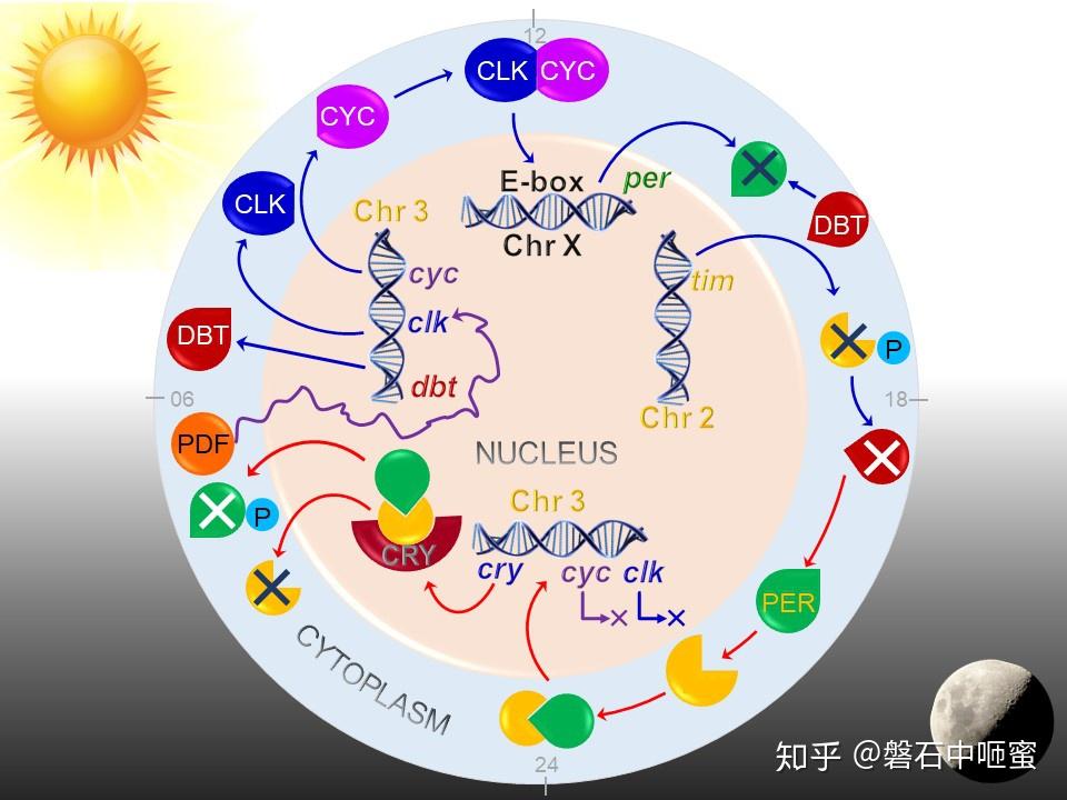 昼夜节律circadianrhythm生物钟