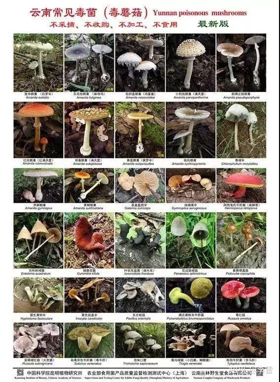 如何看待广东祖孙3人食用毒蘑菇致死常见毒蘑菇有哪些红伞伞白杆杆的