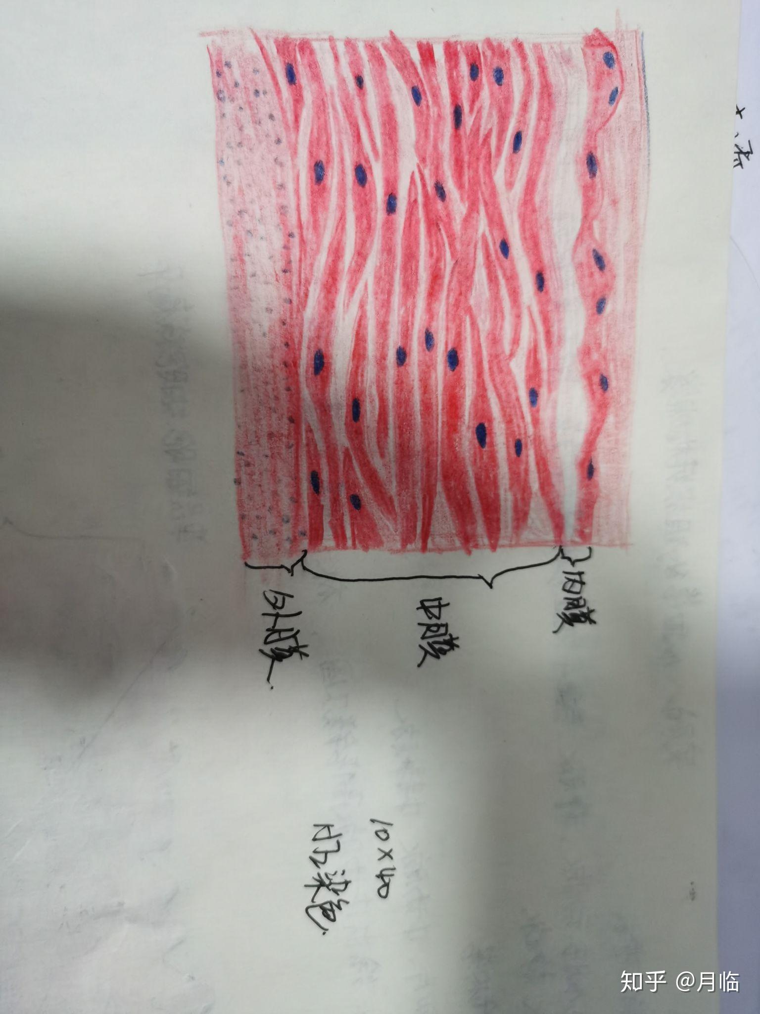 组胚实验红蓝铅笔手绘图