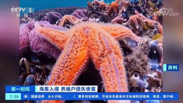 更恐怖的是,这种海星还不挑食,只要是海底体