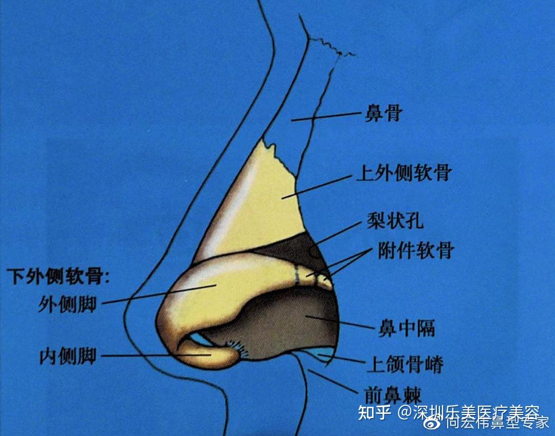 深圳乐美向宏伟谈鼻部解剖