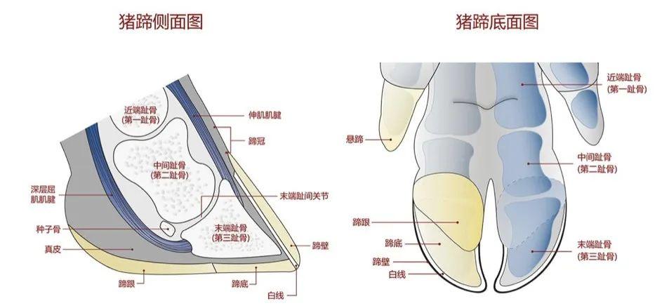 猪蹄结构示意图(图片来自美国金宝公司)