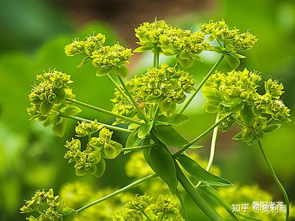 京大戟原植物