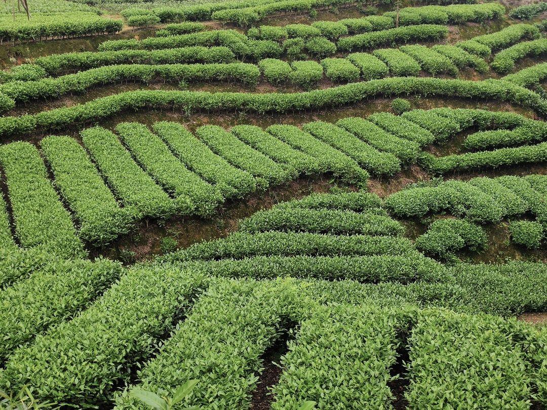 茶行记蒙顶山仙茶故土