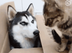 喵:我不走的话这狗是不是要疯 男友送1000的珠串被二哈揭穿 妹子惨遭