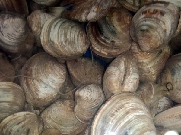 也叫硬壳蛤或者蚌蛎,原产于美洲,是当地重要的食用贝类.